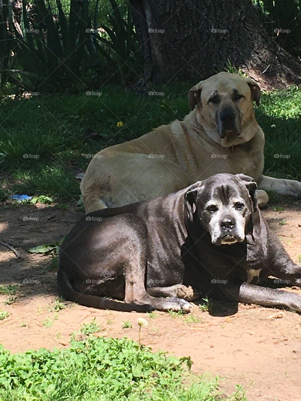 This is one of my photos I just love, my two fur babies Bear and Kwanita I love them so.