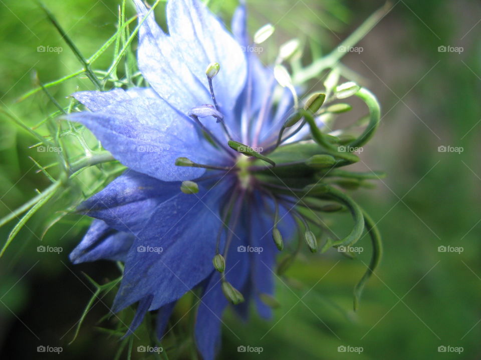 Love In A Mist