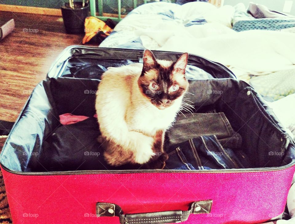 Cat wants to go on vacation