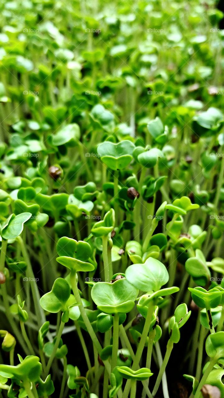 microgreen 4