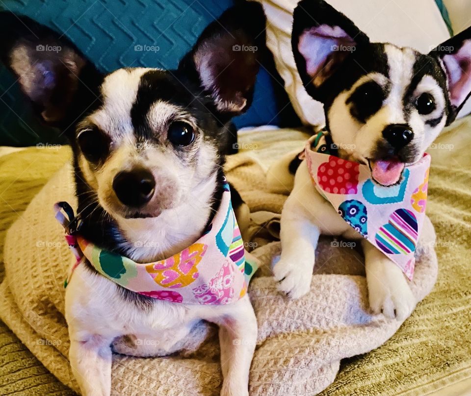 Double the love Double the fun 