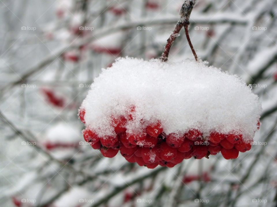 Snow Berries