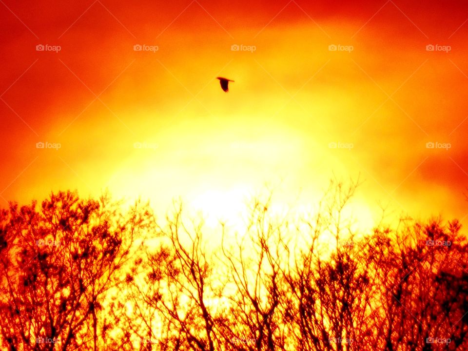 Beautiful sunset and a beautiful bird flying over it in Indiana 