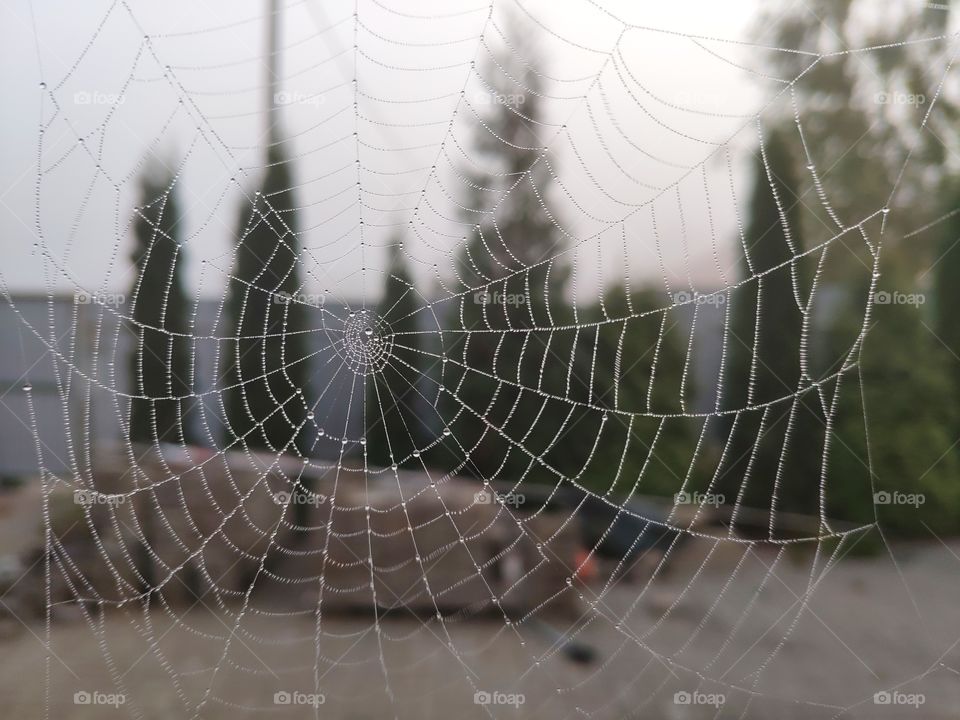 Beautiful web in the morning dawn