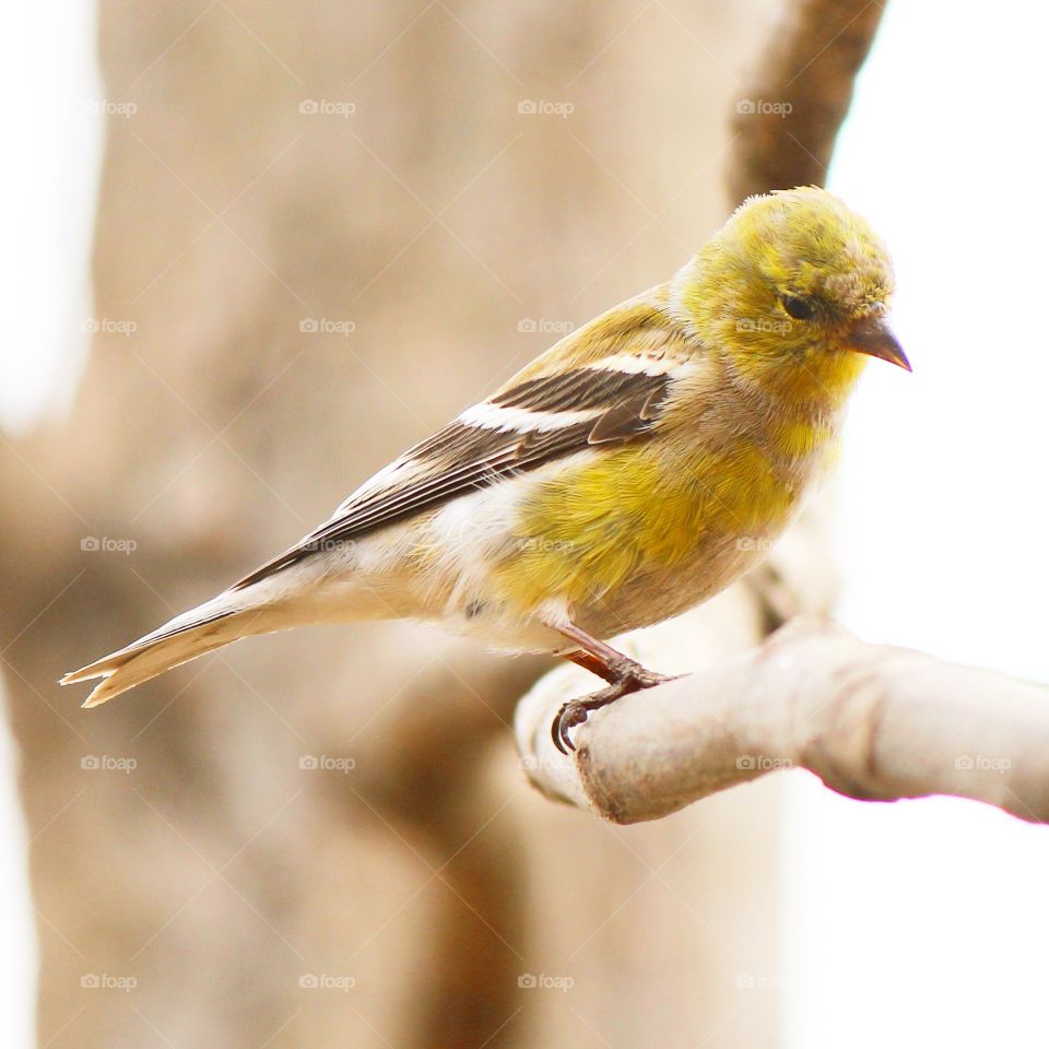 Golden finch perching on branch