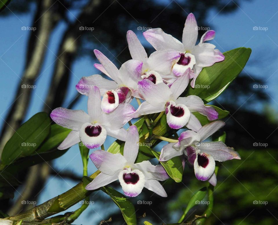 A colorful pink and white orchid in the garden
