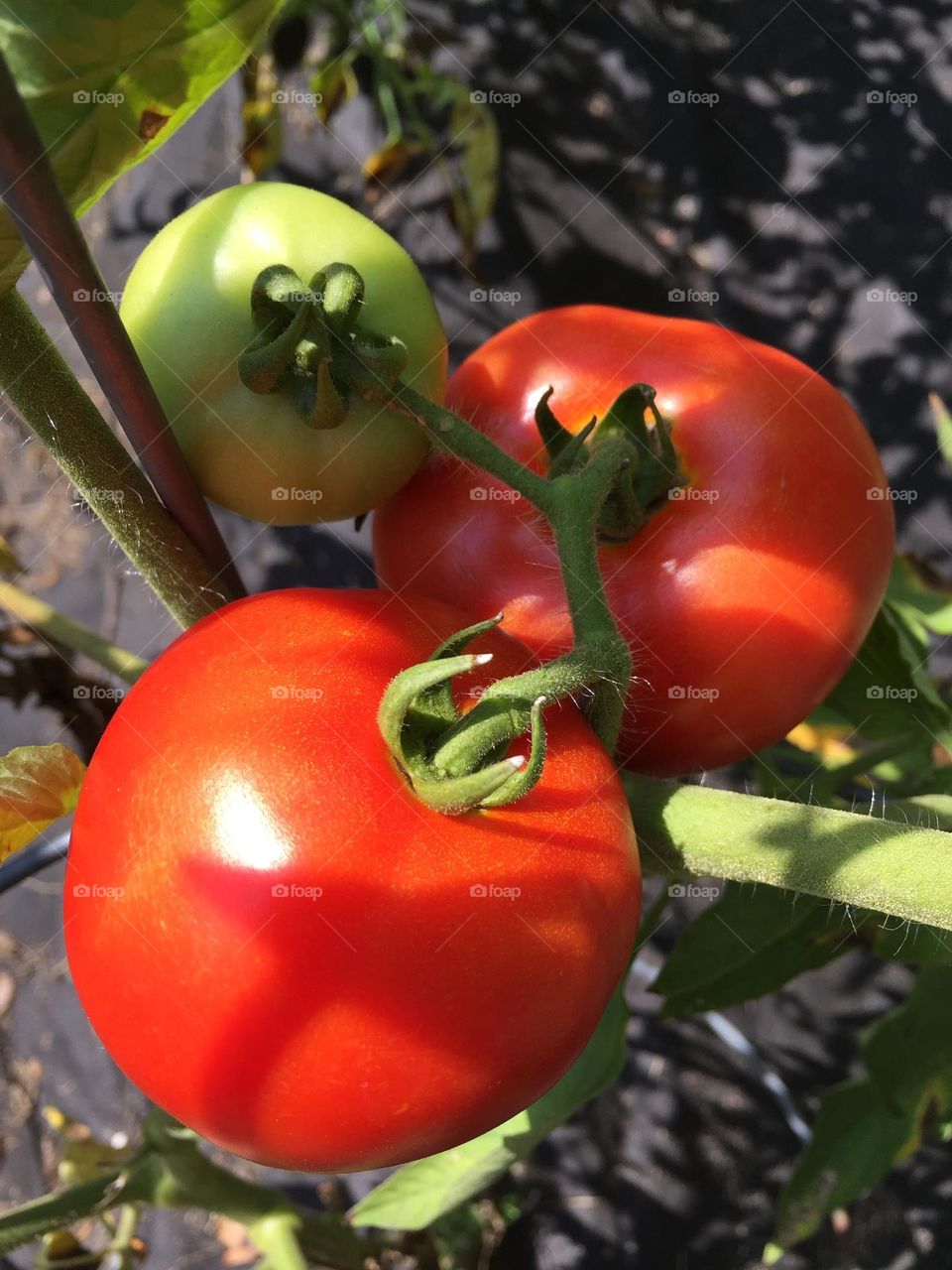 Close up of red, ripe tomatoes 