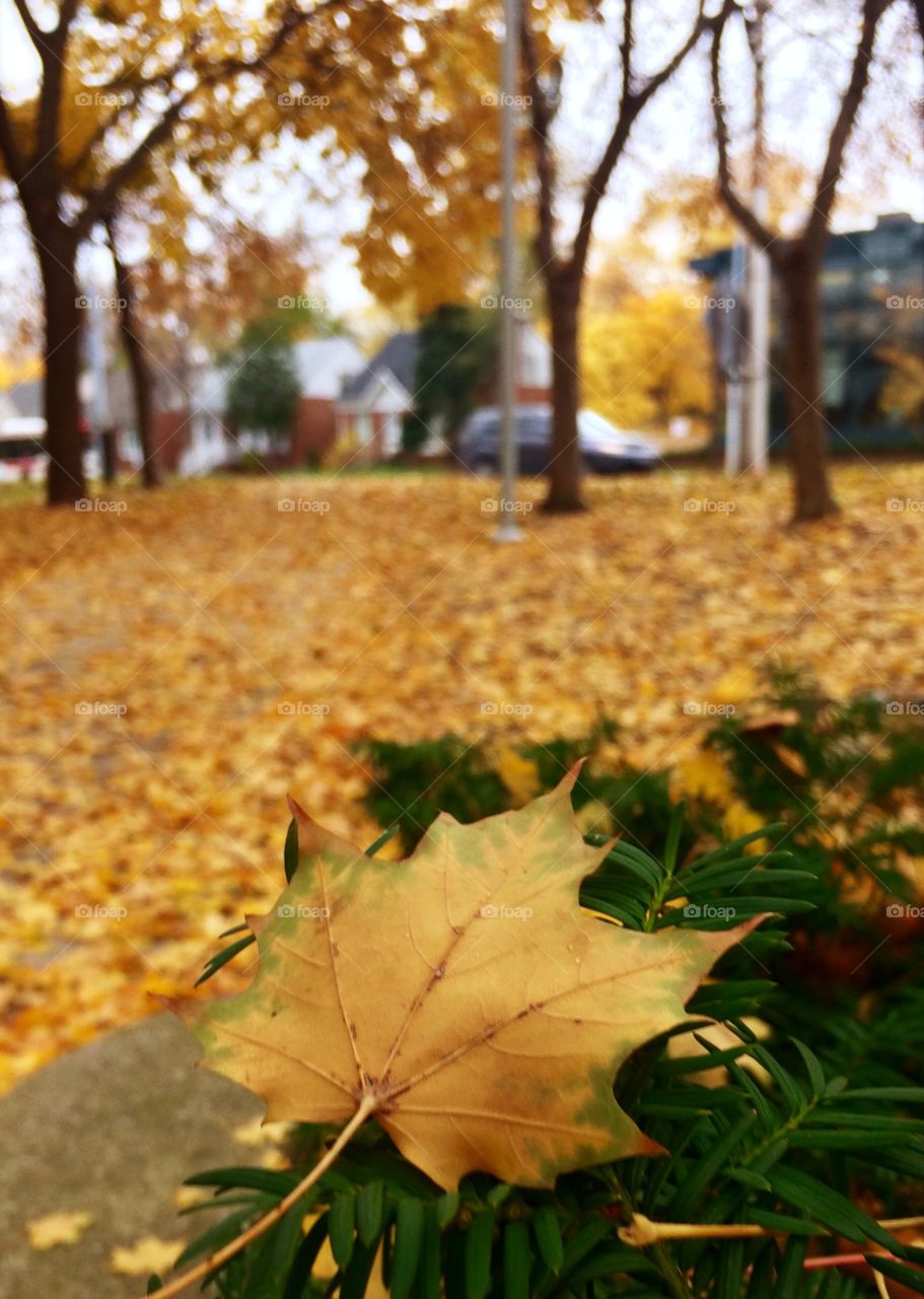 Golden autumn 