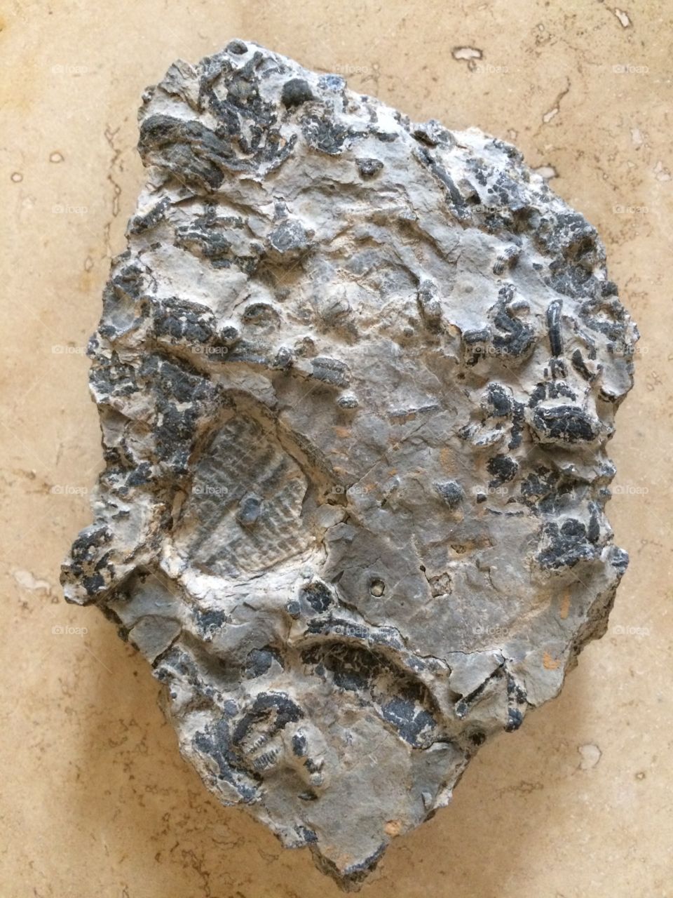 Fossil rock