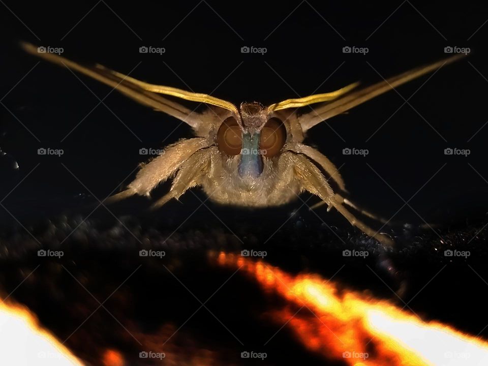 moth