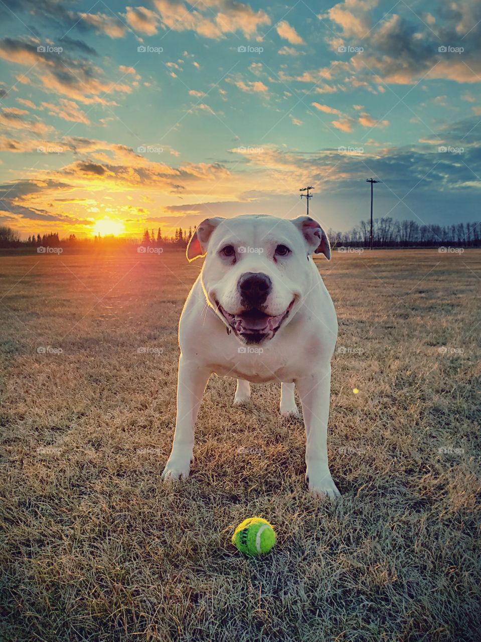 pitbull playing ball and sunset