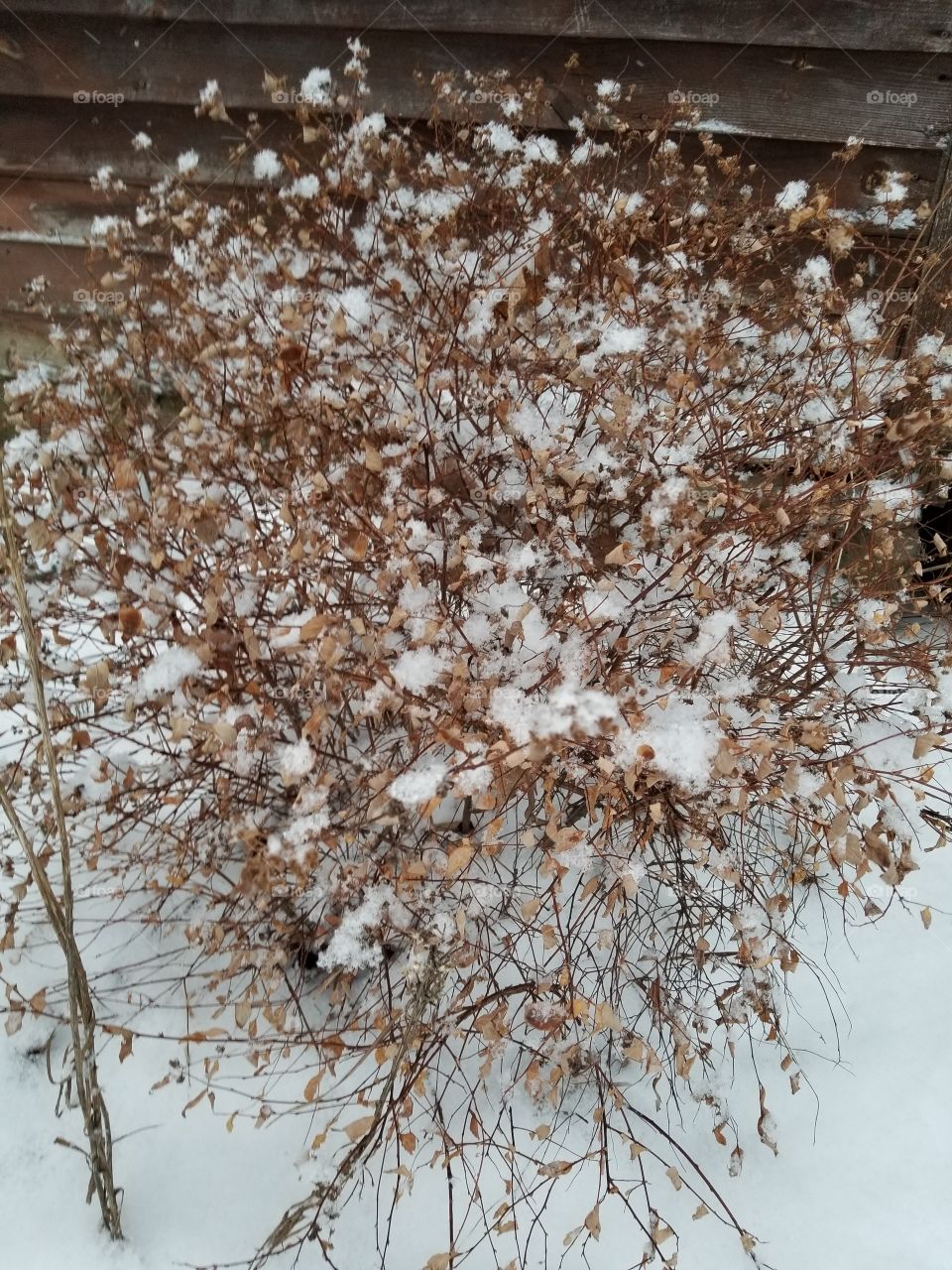 snowy garden