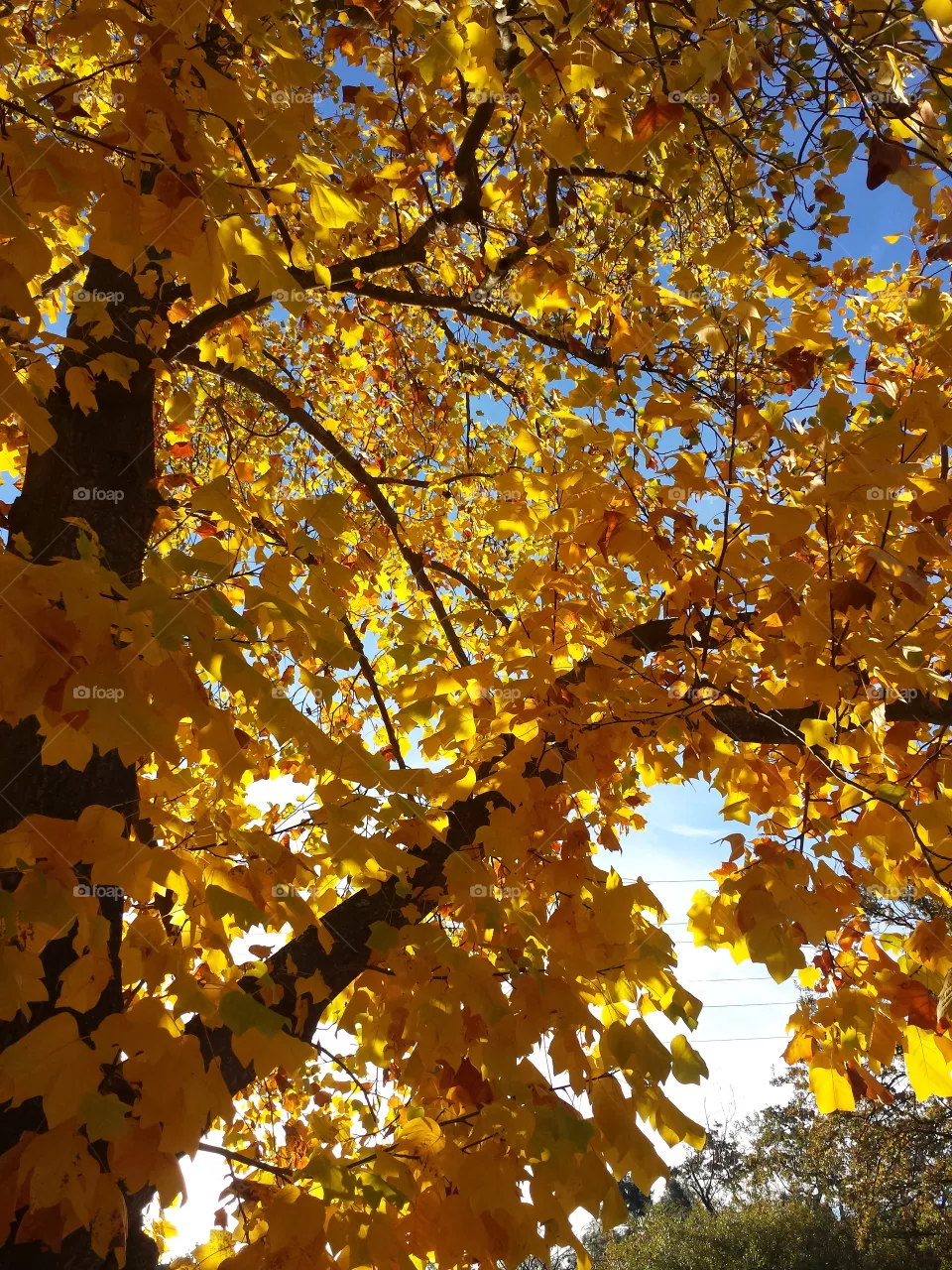 fall