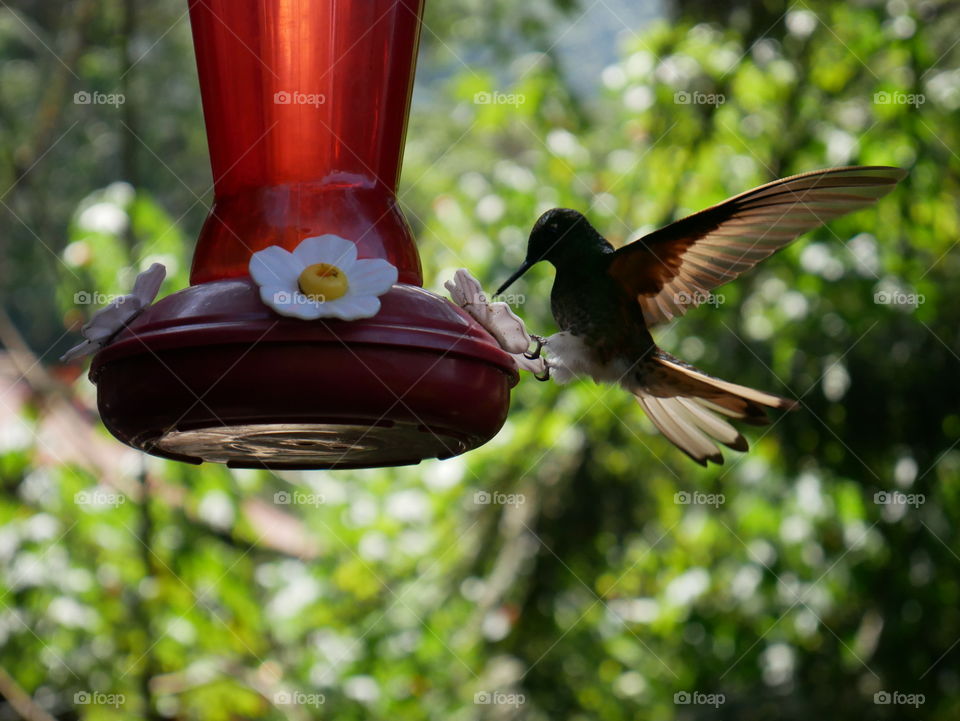 A humming bird captured in the middle of his flight