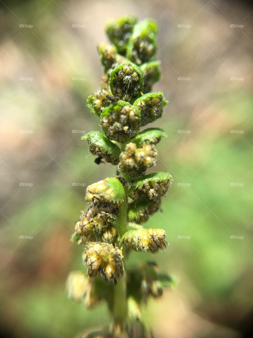Grass seeds up close