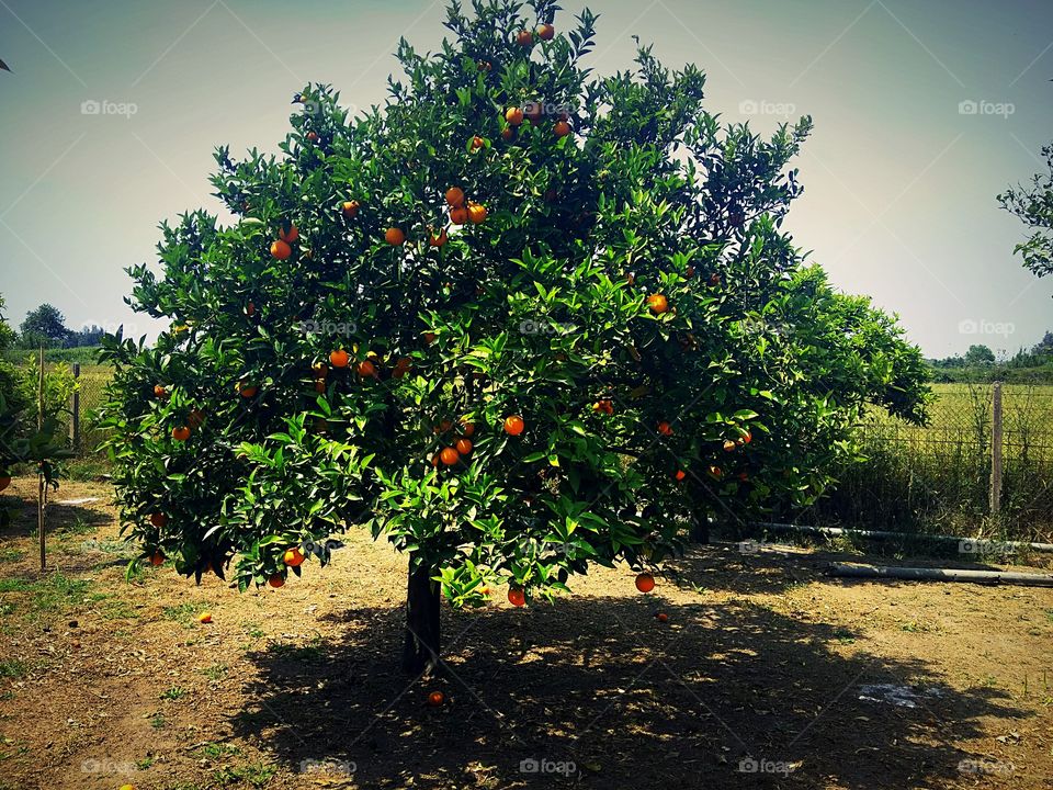 Orange tree