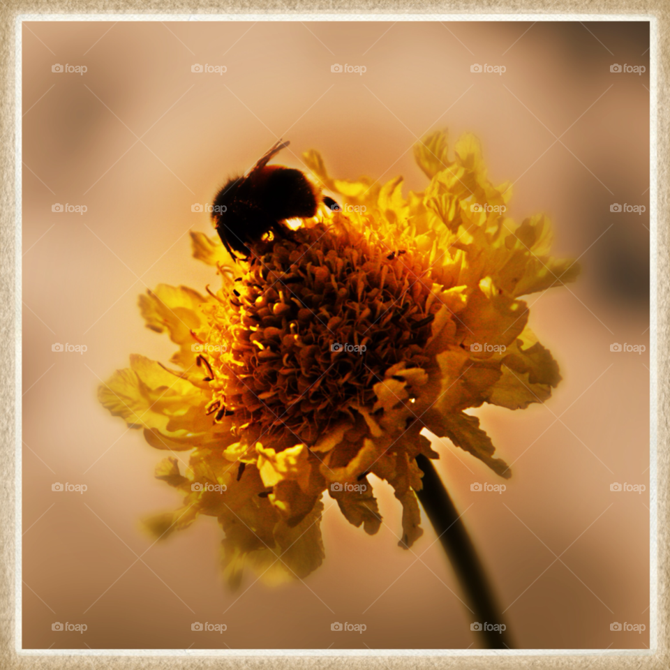 garden yellow flora nature by mojo26