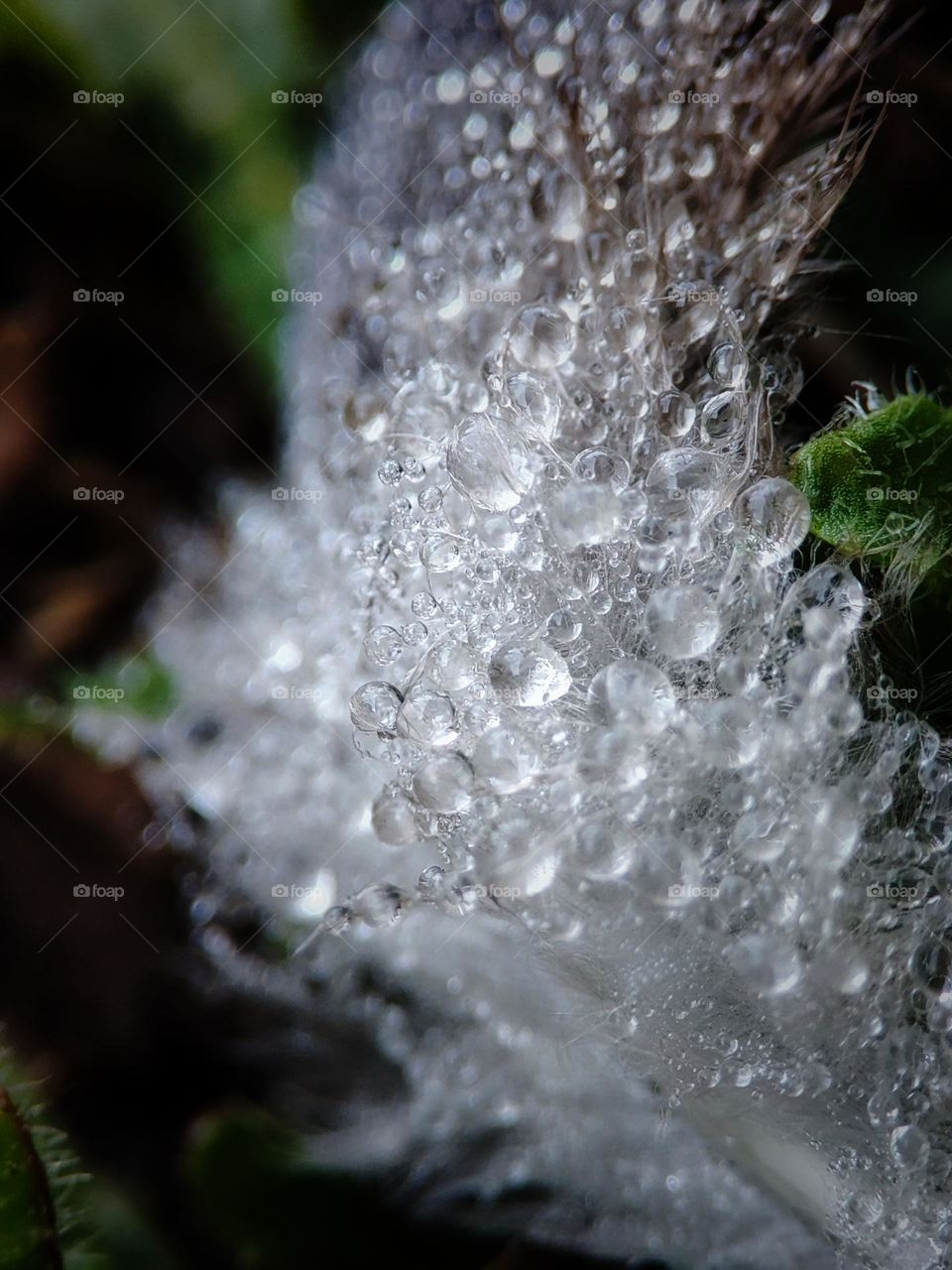 Dew droplets on feather