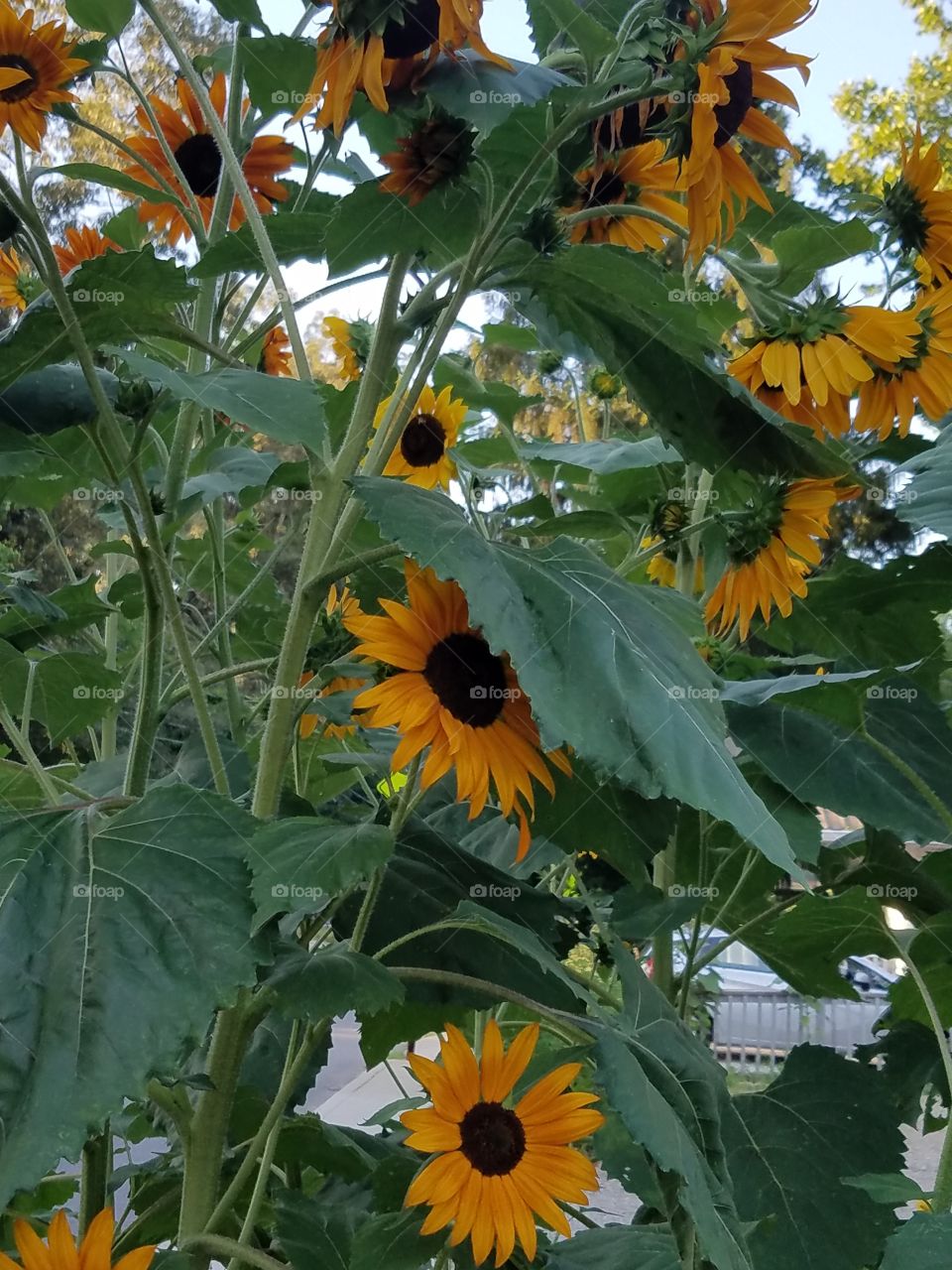 Happy sunflowers