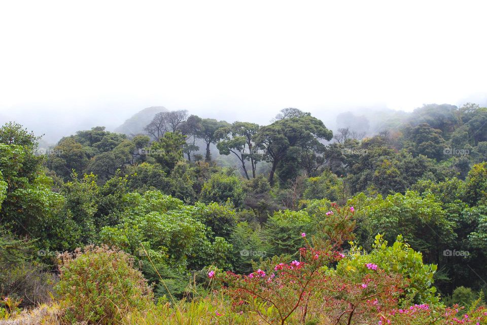 A view of a dense and lush tropical forest with mist rising above.  Landscape from Costarica