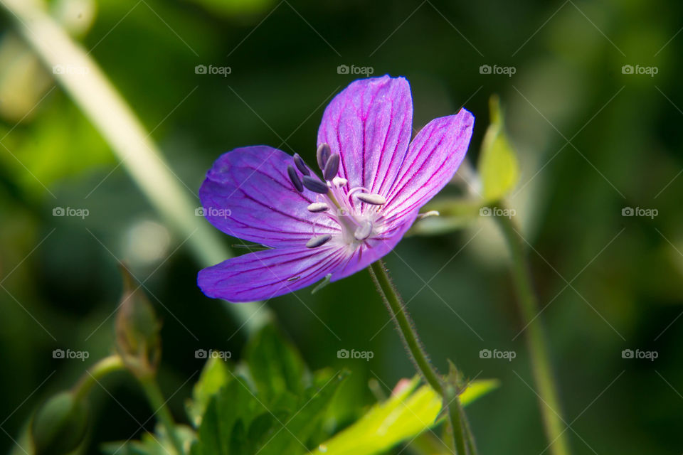 Purple flower in the forest under the shade of the trees