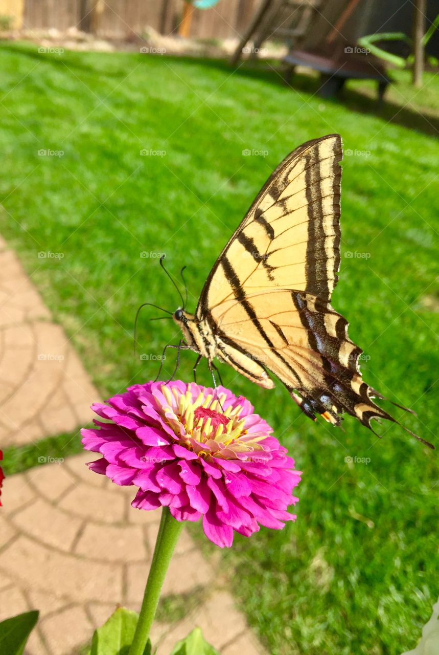 A Swallowtail butterfly flying off of a vibrant flower. 