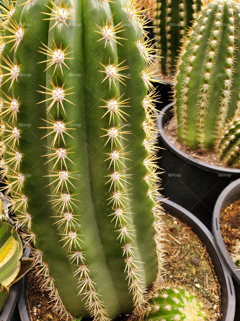 Closeup Cactus Needles