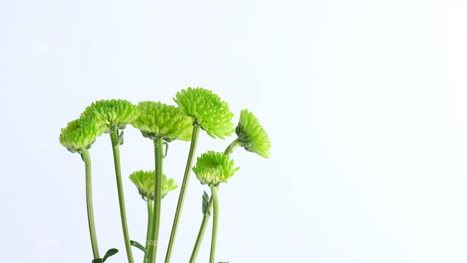 Fresh Green Chrysanthemums