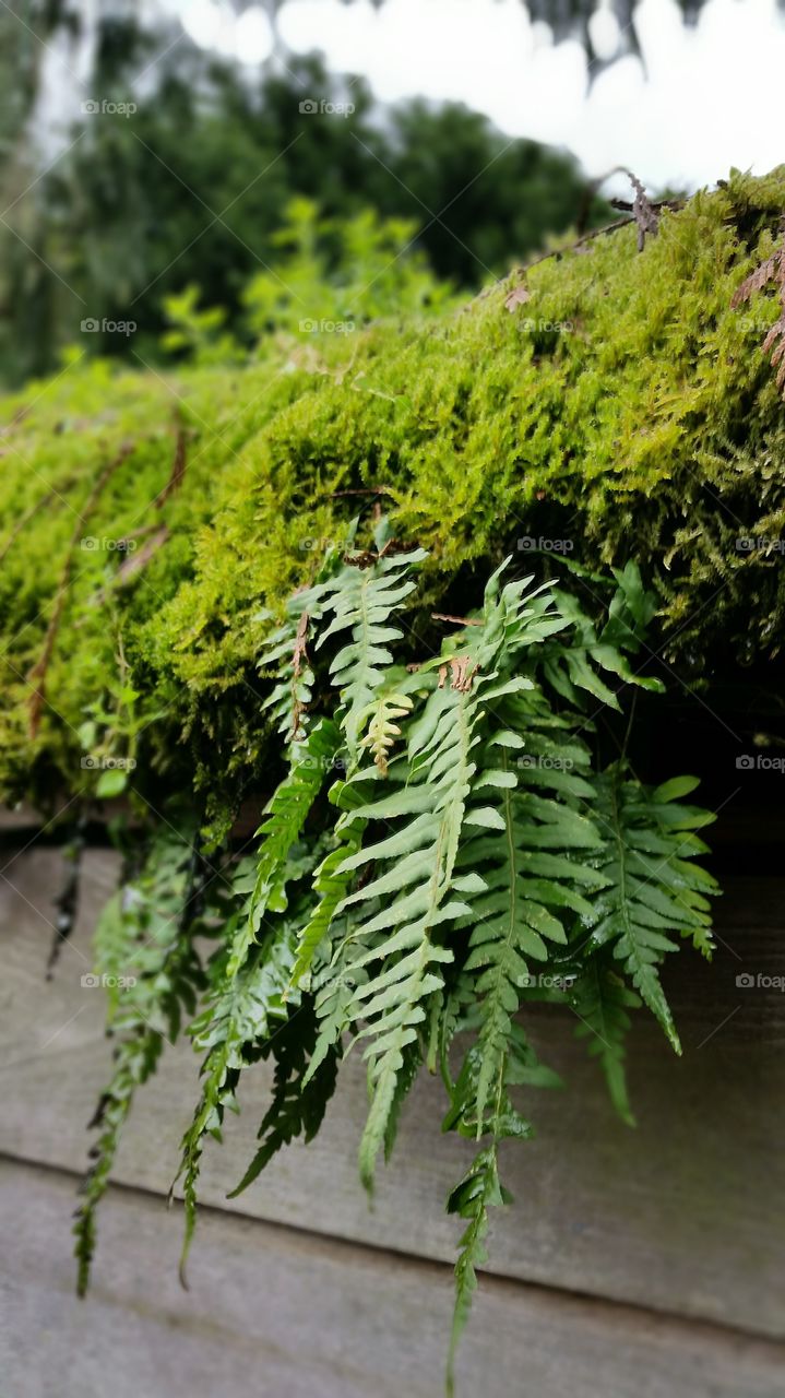 moss and fern