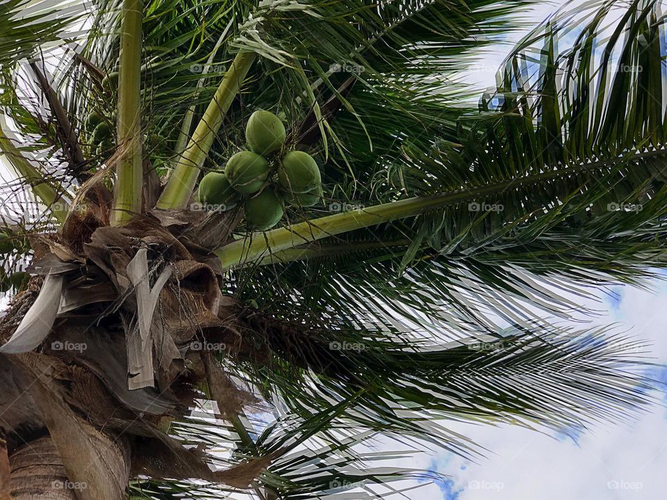 Coconut Palm Tree.