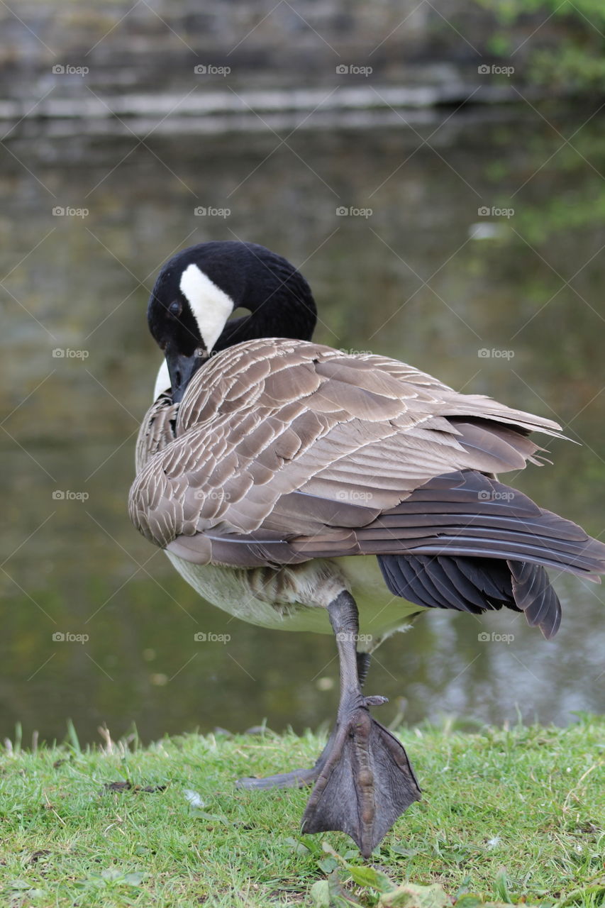 Mother goose having some time to groom herself, Canadian goose,