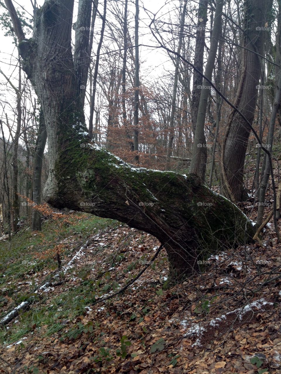 Lonely giants deep in the woods