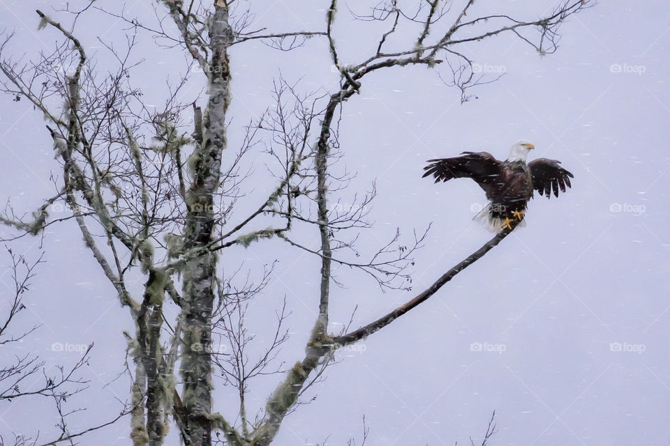 Eagle trying to dry her wings in a storm