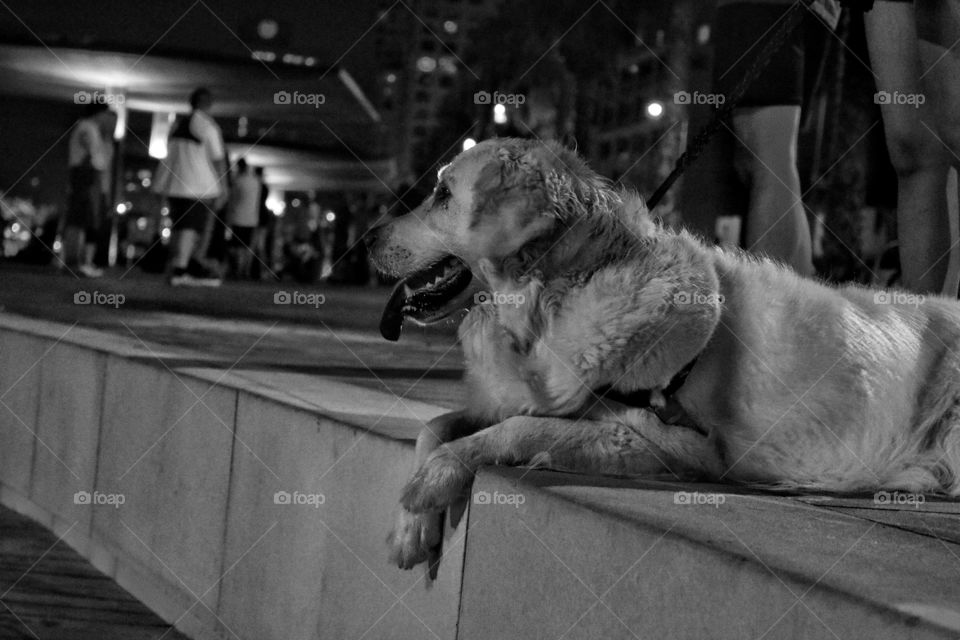 because pets love to chill too