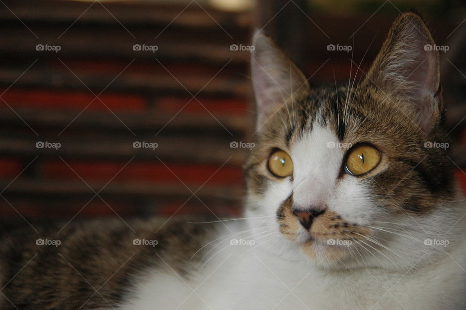 cute cat close up