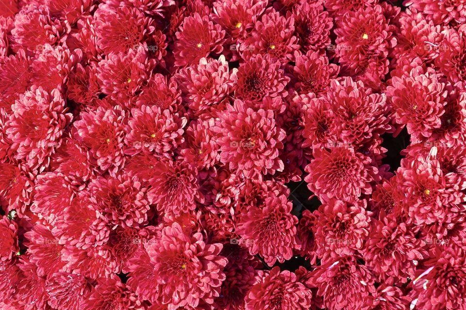 Beautiful red flowers background