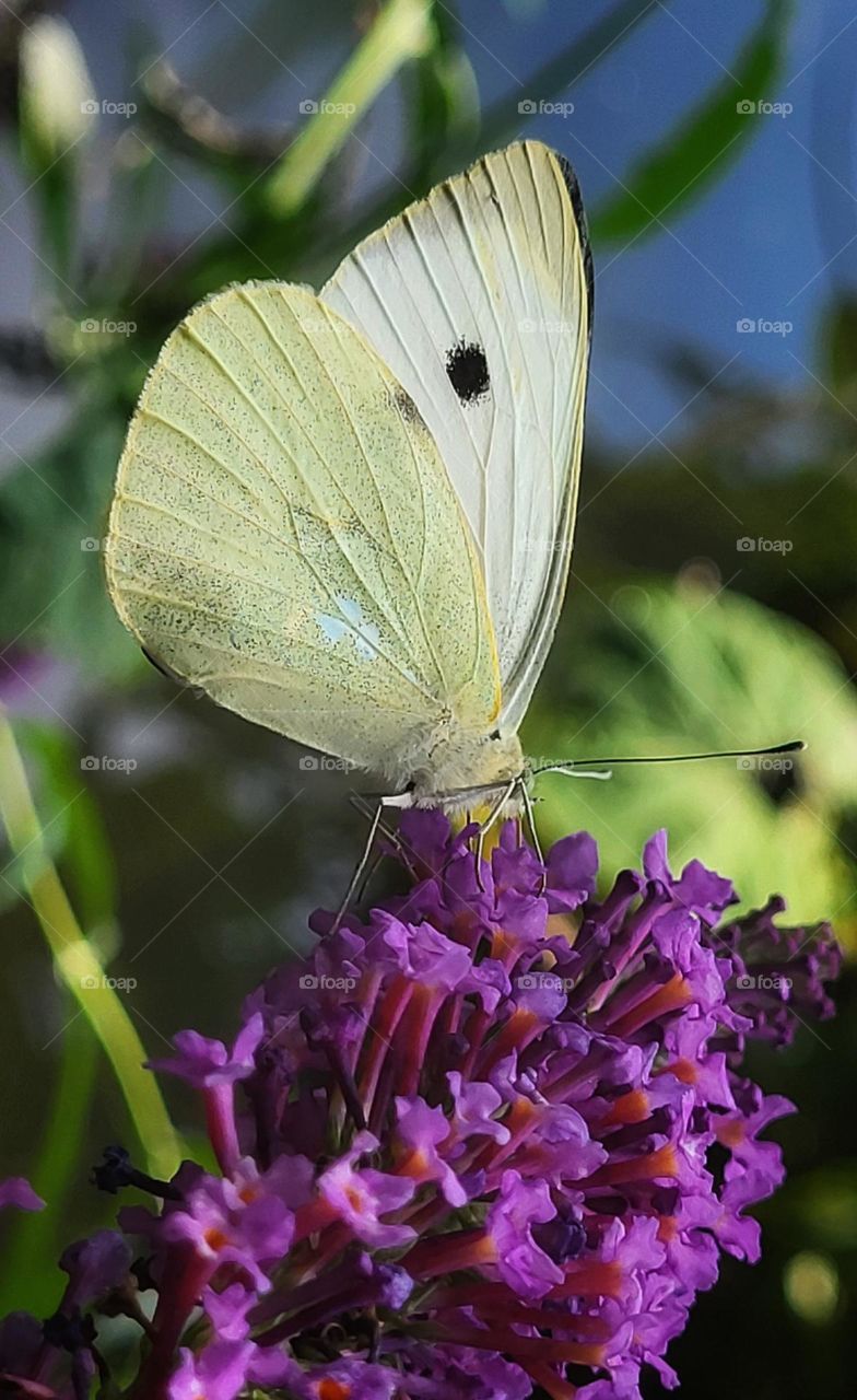 Butterfly diner time in the sushine