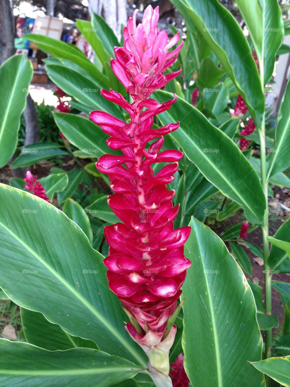 Tropical Hawaiian flower