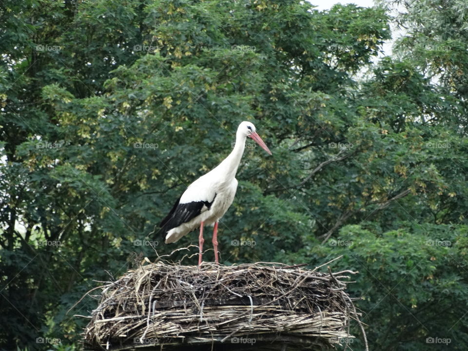 A stork on her nest 