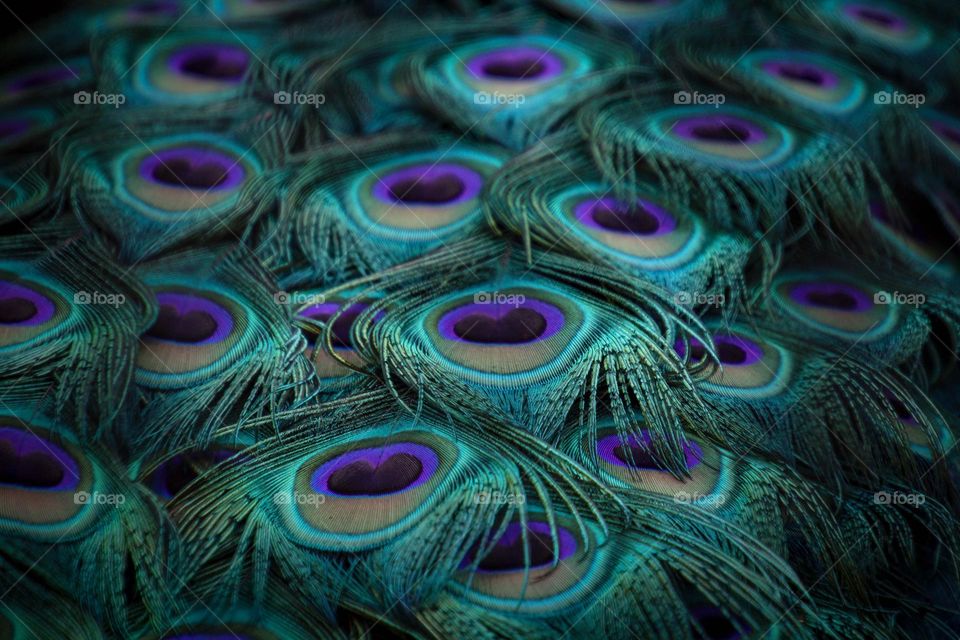 Gorgeous peacock feathers