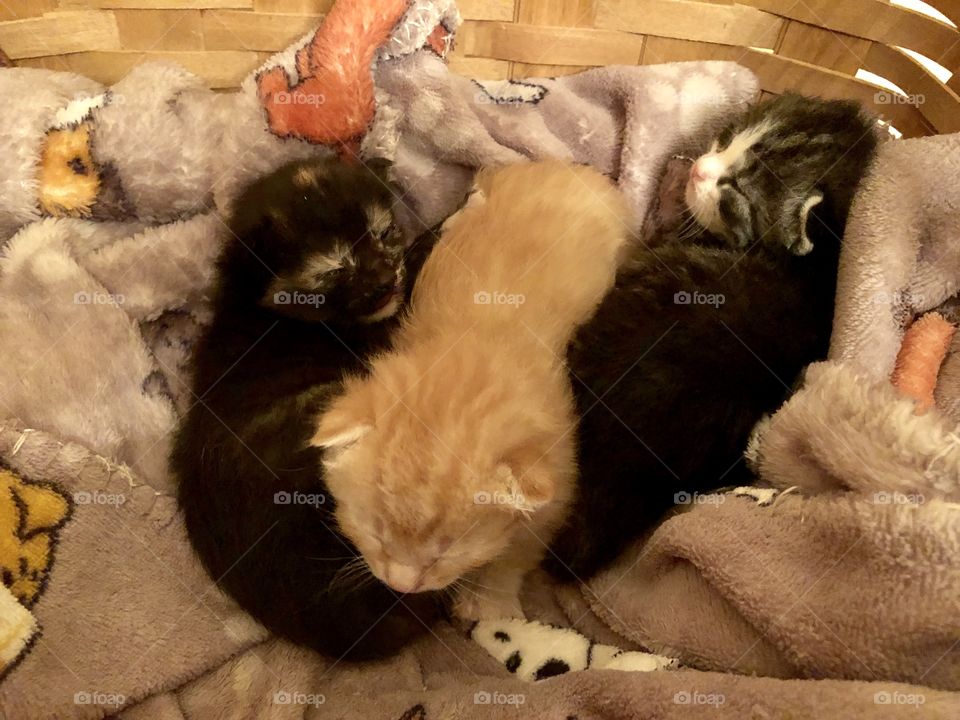 Basket of rescue kittens 