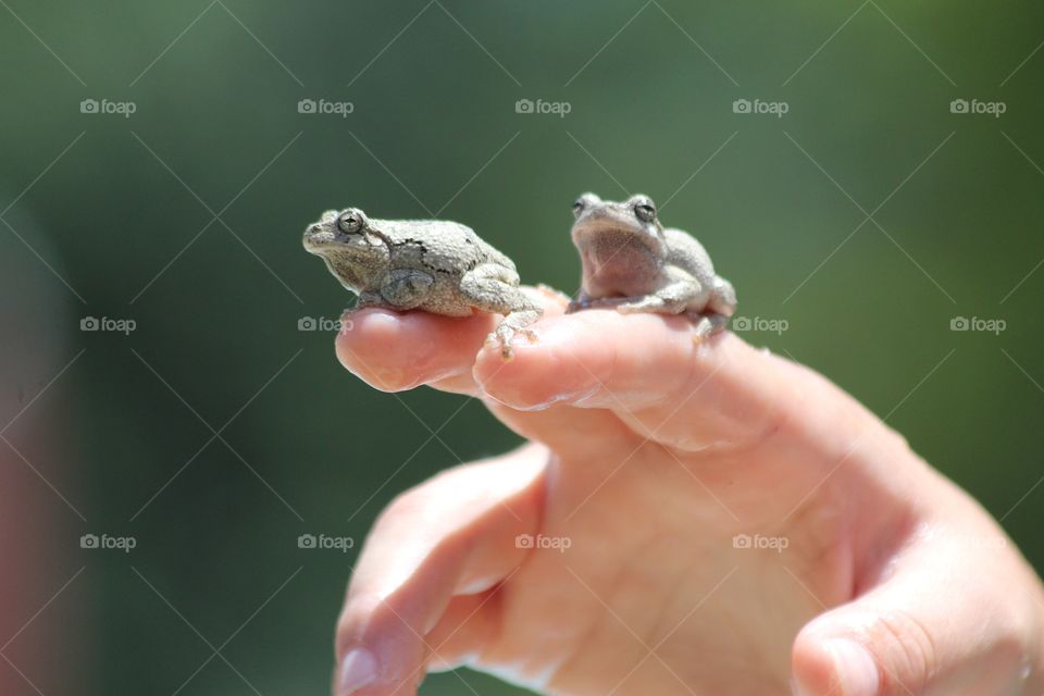 Froggy Friends