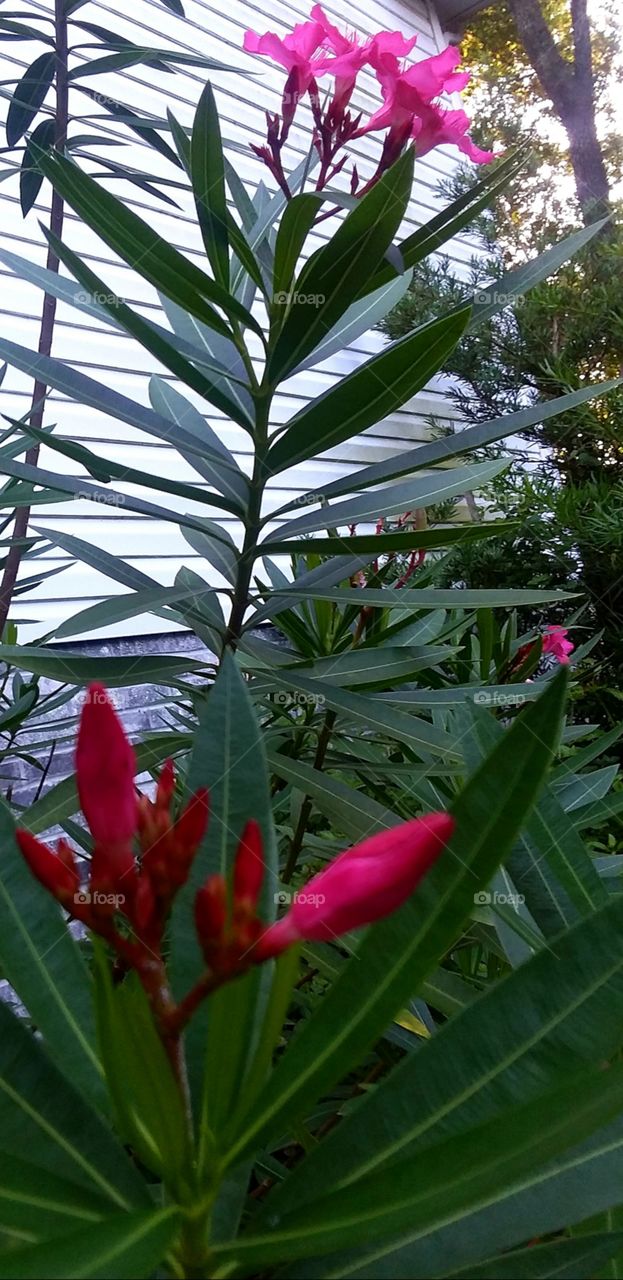 Oleander blooms