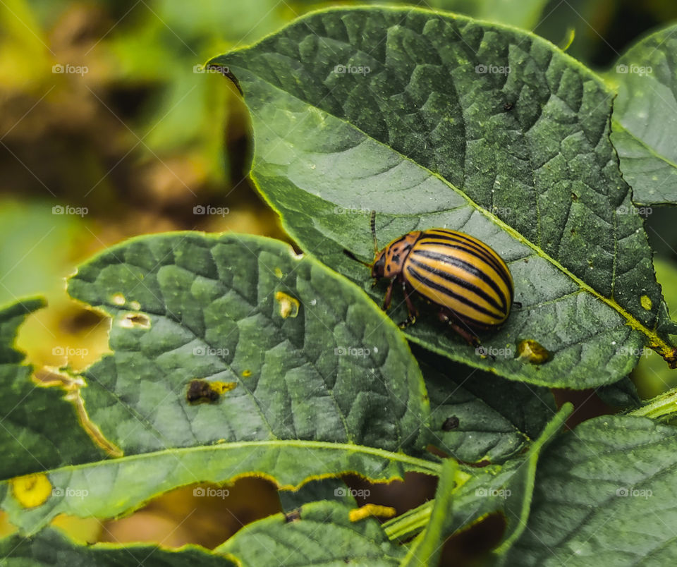 Potato beetle