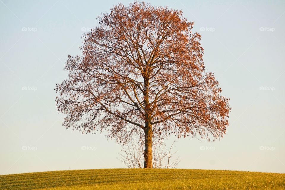 View of lonely tree in autumn
