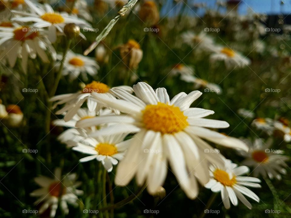 White flowers