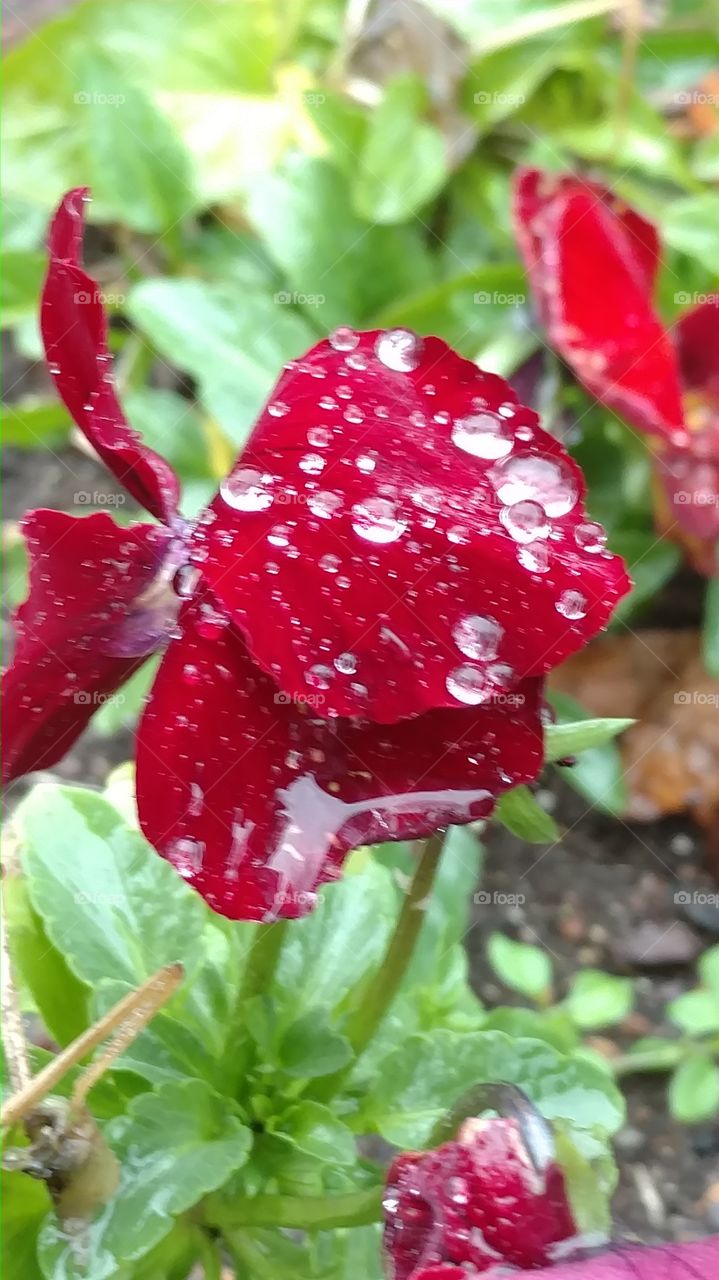 Nature, Leaf, No Person, Summer, Garden