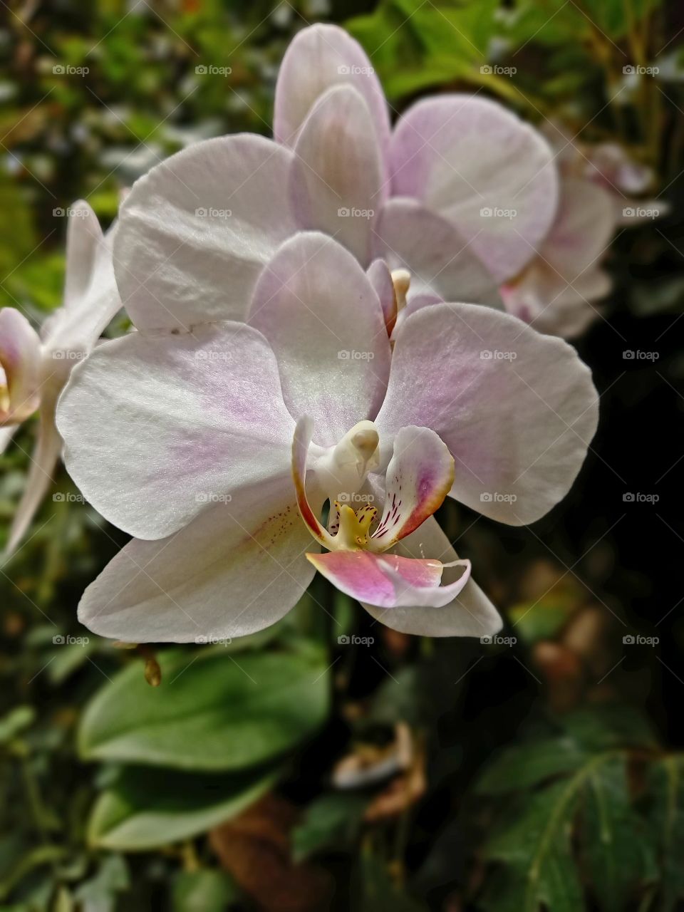 Phalaenopsis amabilis