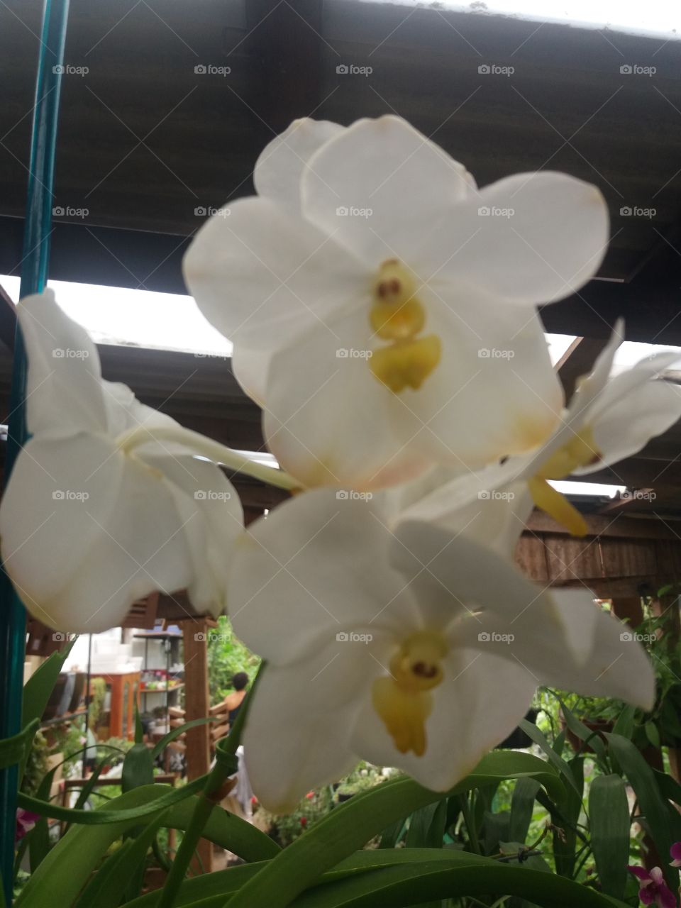 orchid in Brazil