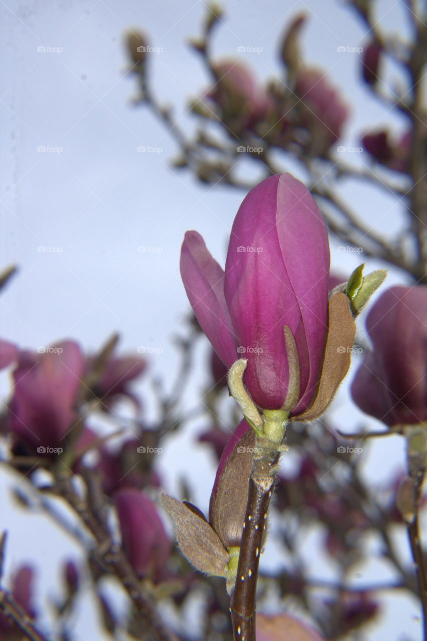 Rhododendron Flowers Blossoming in the Spring